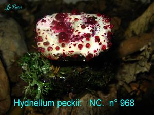 Hydnellum peckii