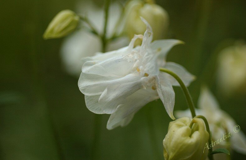 blanche bonnet double2