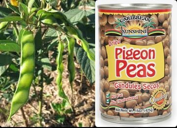 OMPO PIGEONS PEAS - GRENADE