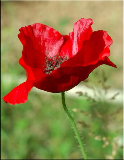 Inspiration Coquelicot 