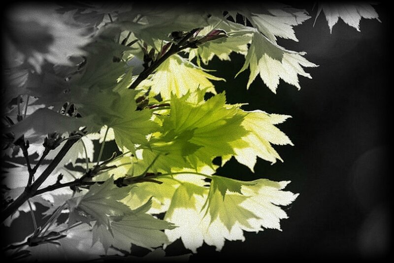 VERTE2