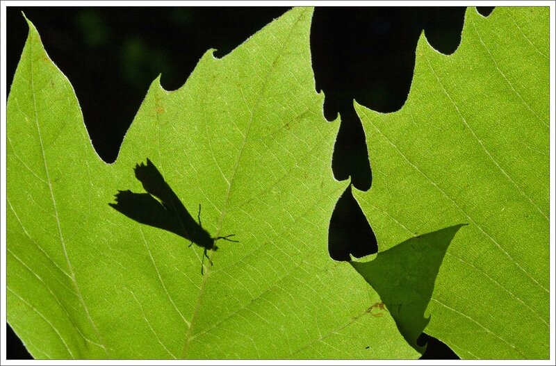 Galuchet insectes transparence feuille decupes coeur 140714