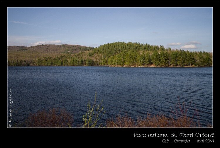 IMG_2604-naturelimages.com