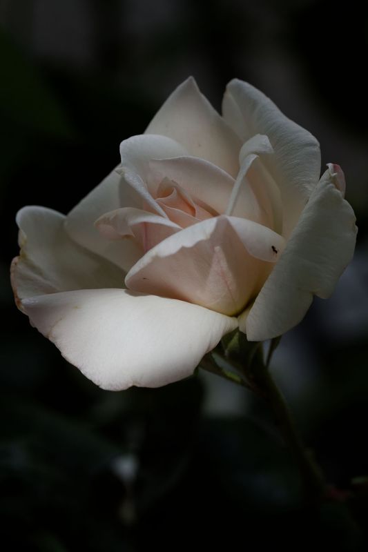 04 Rose Blanche_7092