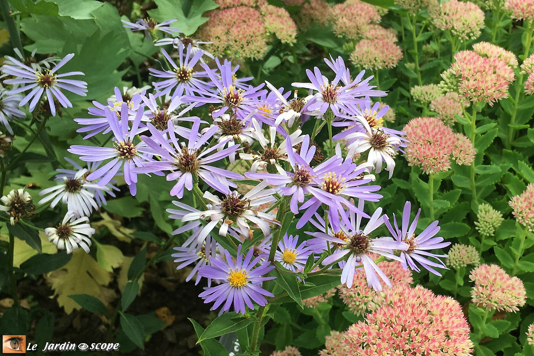 Aster Twilight