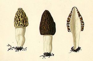 fries_morchella_esculenta_02