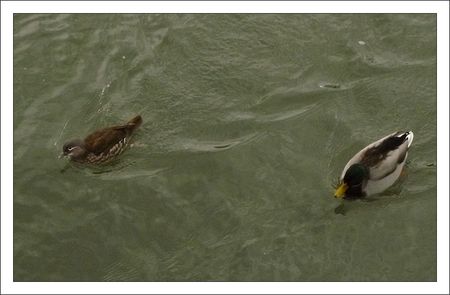 QM_sarcelle_hivernant_et_colvert_220110