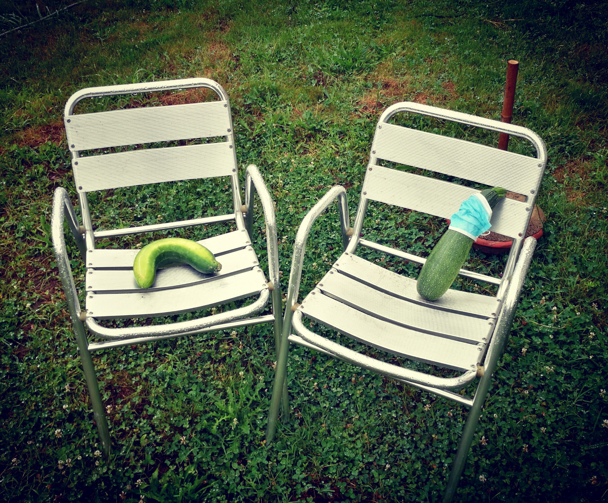 Débat sur le pass sanitaire entre courgette masquée et concombre boomerang