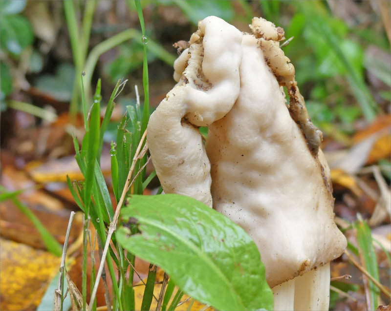 Champignons blancs 241122 2 ym