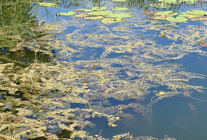 myriophyllum spicatum