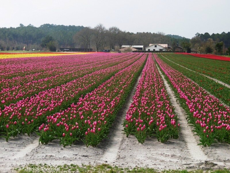1-Tulipes 170317