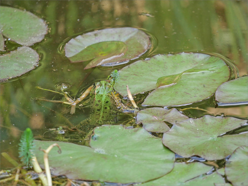 JP Grenouille verte 060623