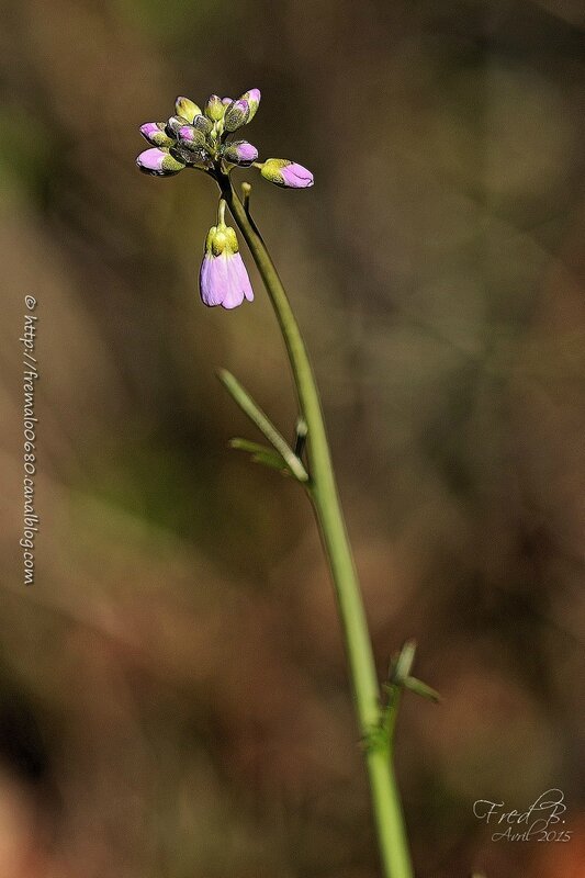 IMG_0535-1-signée