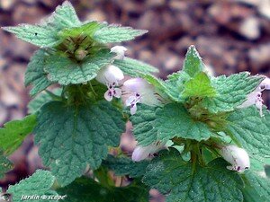 Lamier pourpre • Lamium purpureum