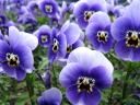 TN_fleurs_bleues_blanches_violet