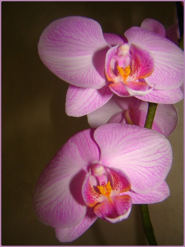 orchiviolet4