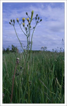 plaine_chenille_GA_300410