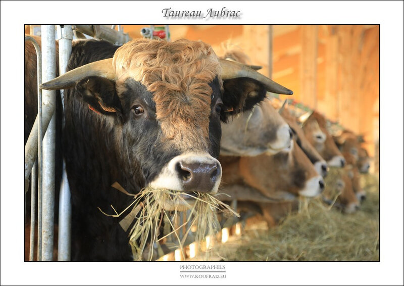 Photos JMP©Koufra 12 - Le Caylar - Aubrac - 28122019 - 0002