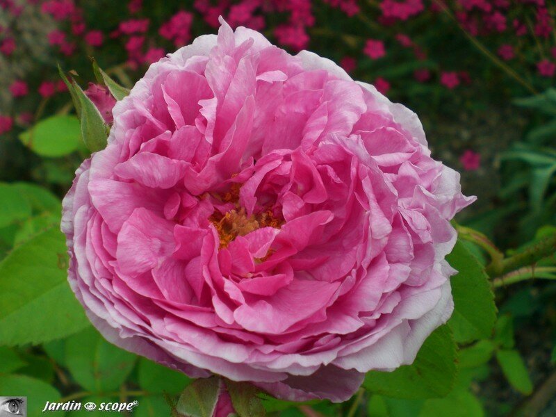 Rosier 'Comte de Chambord'