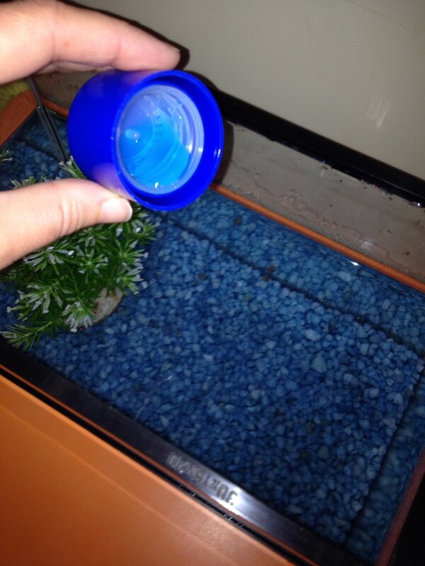 Enfin nous avons rempli l'aquarium avec de l'eau propre et ajouté du produit pour que l'eau soit parfaite pour BULLE.