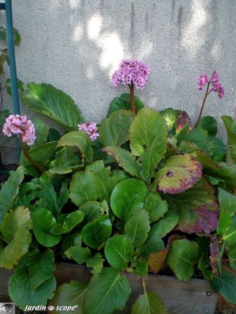Bergenia plante des savetiers • Bergenia cordifolia