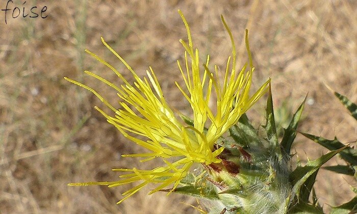 fleurs jaune vif toutes tubulaires