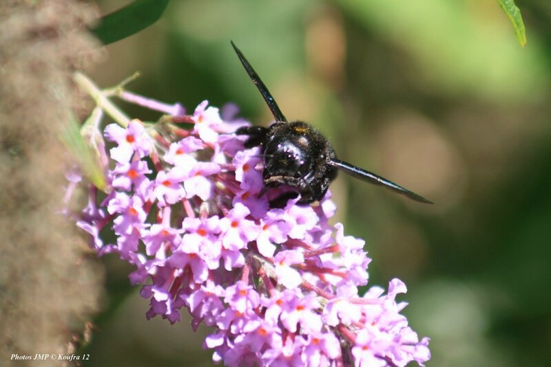 Abeille bleue 030