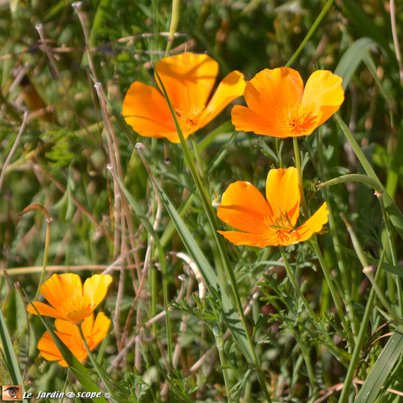 Pavot de Californie • Eschscholtzia californica