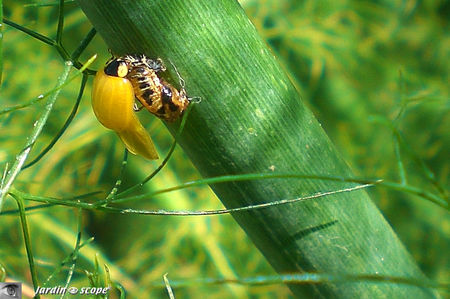 Naissance d'une coccinelle