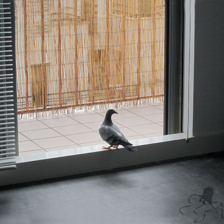 pigeon_a