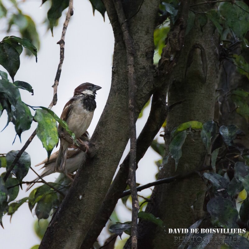 Moineau domestique (Passer domesticus) - Île Maurice