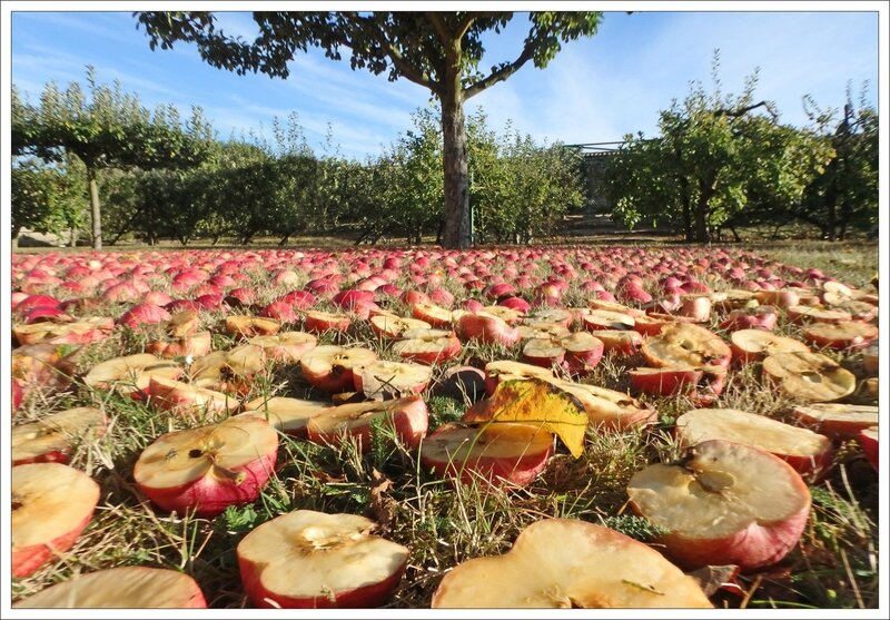 St-Marc La Lande pommes 8 170916