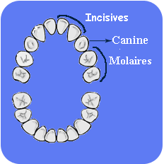 schema_dent_de_lait