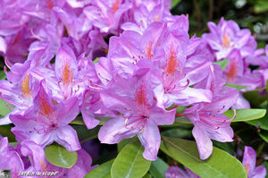 rhododendron_Pessac