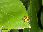 Coccinelle_0