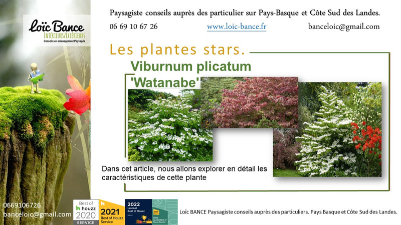 Paysagiste-Pays-Basque-Paysagiste-Landes-Viburnum-plicatum-Watanabe