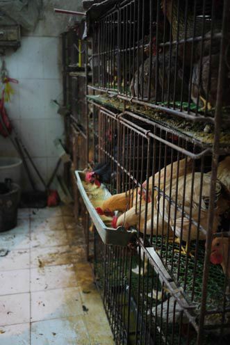 poultry