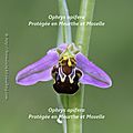 Ophrys abeille * <b>Bee</b> <b>orchid</b>