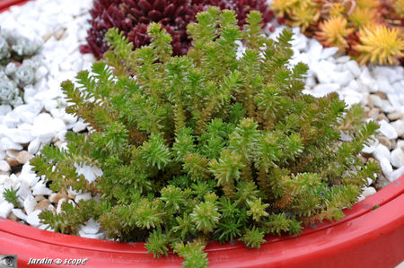 Sedum_sexangulare