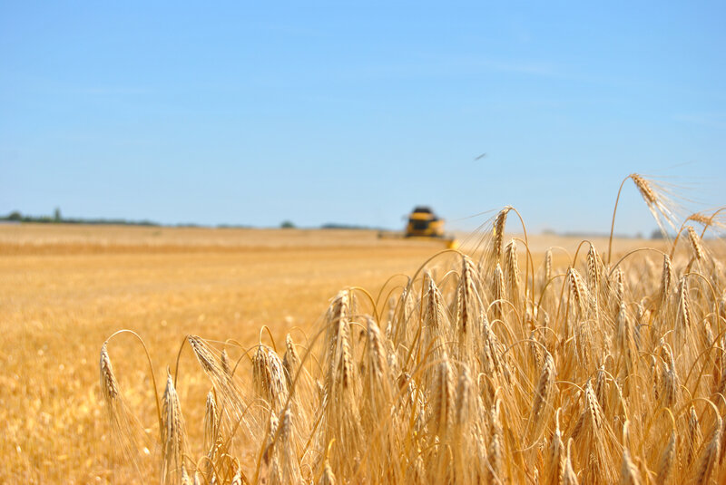 MOISSON LEDOUX 2019 076 (21)