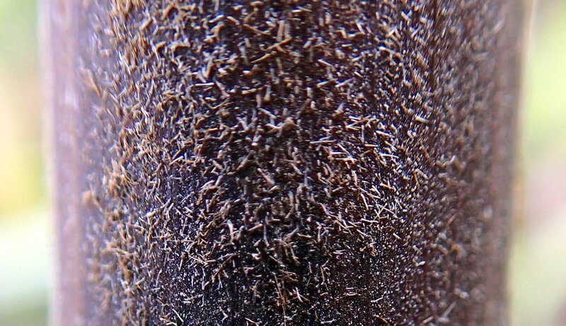photo 43- Poils blancs ou brun clair sur entrenoeud de G rivularis