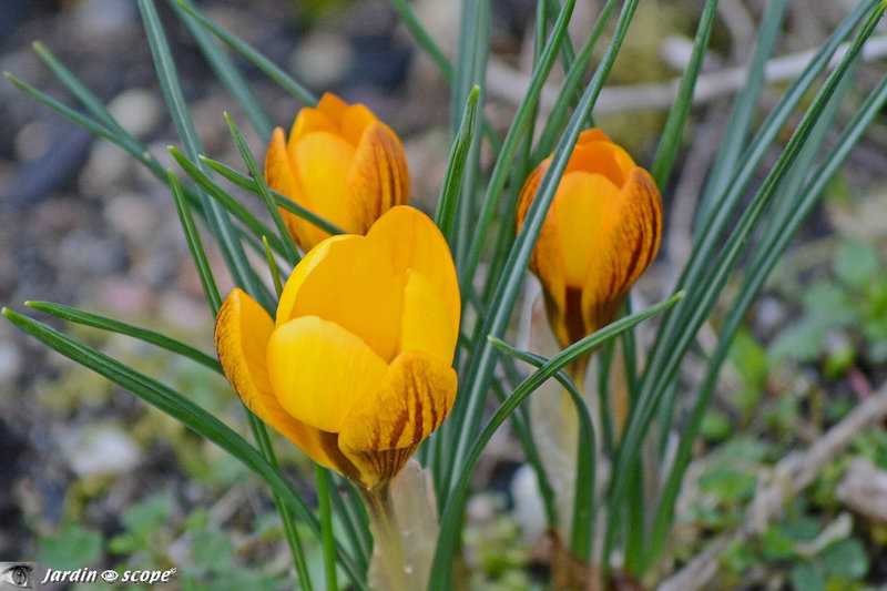 Crocus
