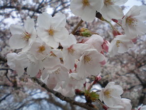 cerisiers_en_fleurs_1