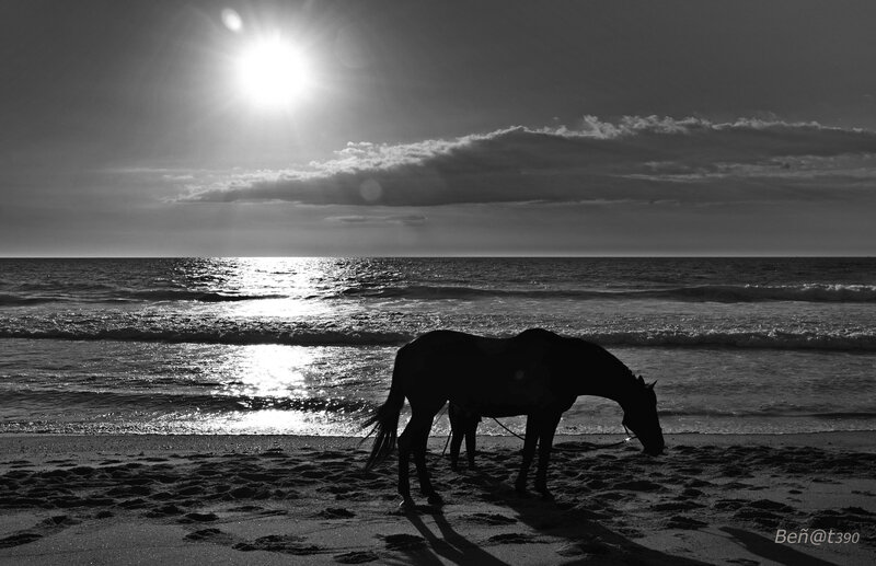 Cheval à la plage