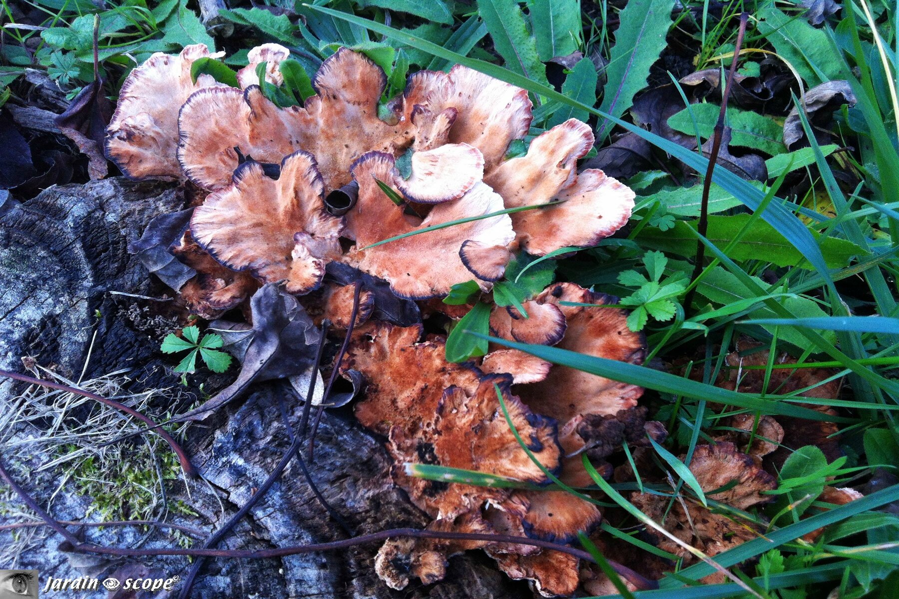 Abortipore biennal • Abortiporus biennis • Famille des Meripilaceae