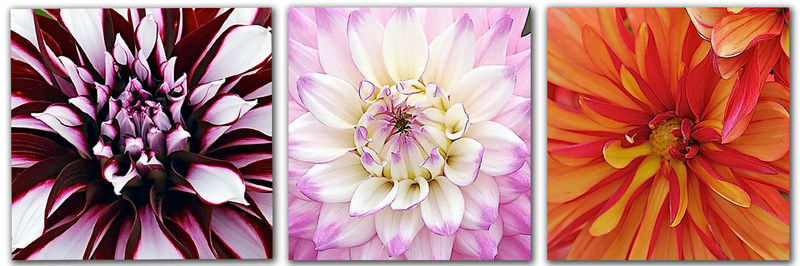 Triptyque Dahlia 2