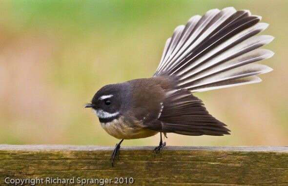 Fantail