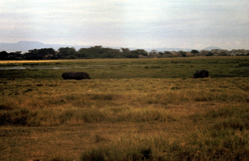 amboseli hippo e