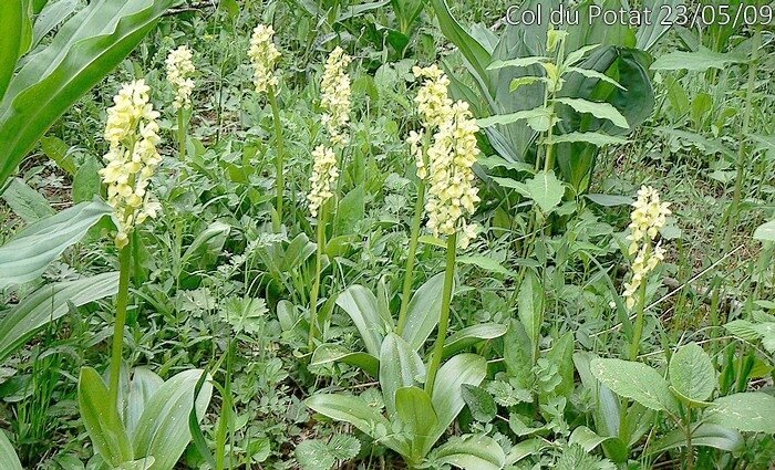 orchis pallens AA