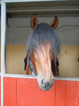 Cheval pour spectacles de l'arène espagnole